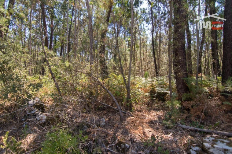 Terreno Agricola ou Rústico para Venda em São Mamede Foto 4