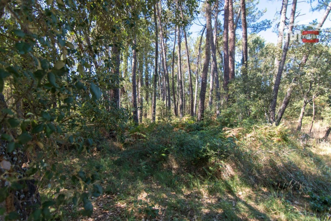 Terreno Agricola ou Rústico para Venda em São Mamede Foto 7