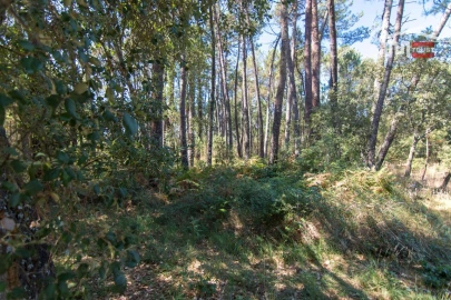 Terreno Agricola ou Rústico para Venda em São Mamede