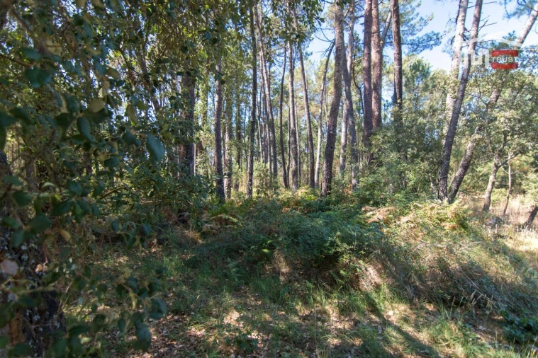 Terreno Agricola ou Rústico para Venda em São Mamede Foto 7