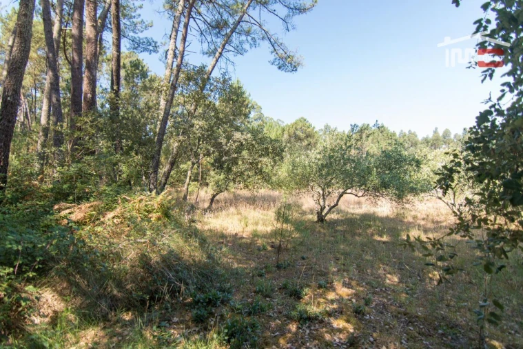 Terreno Agricola ou Rústico para Venda em São Mamede Foto 8