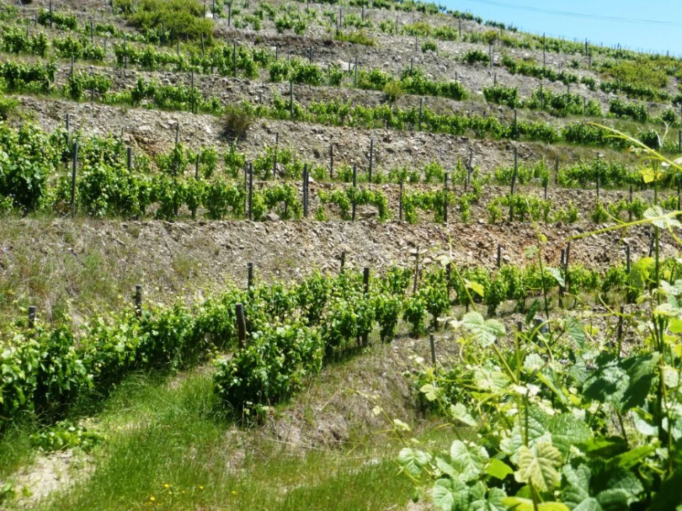 Quinta para Venda em Pinhão Foto 4