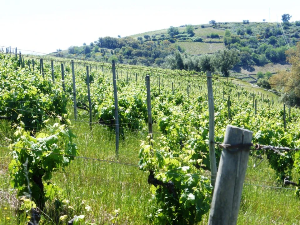 Quinta para Venda em Pinhão Foto 7