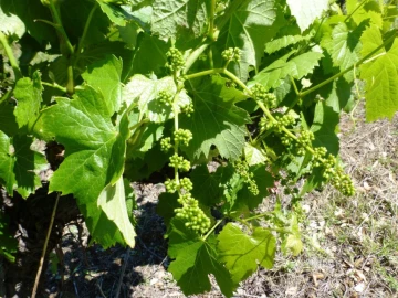 Quinta para Venda em Pinhão