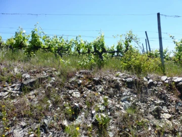 Quinta para Venda em Pinhão