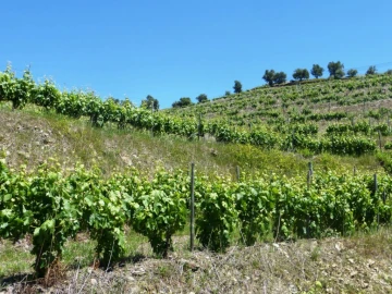 Quinta para Venda em Pinhão