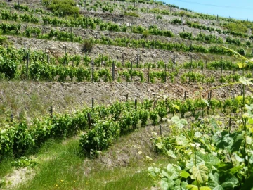 Quinta para Venda em Pinhão