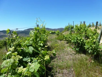 Quinta para Venda em Pinhão