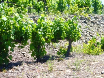 Quinta para Venda em Pinhão