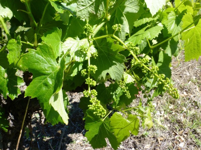 Quinta para Venda em Pinhão Foto 3