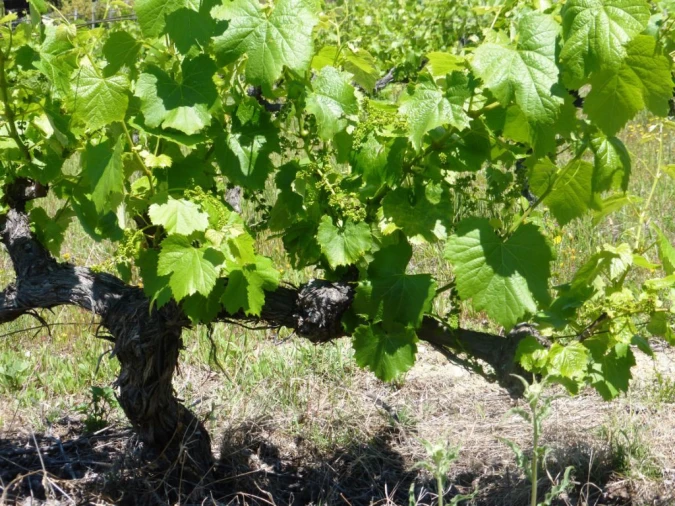 Quinta para Venda em Pinhão Foto 5