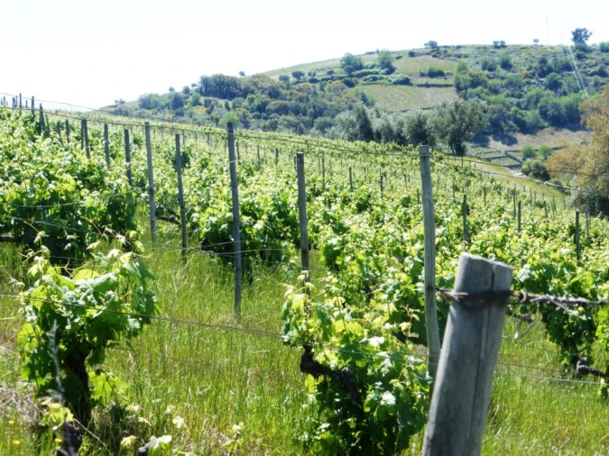 Quinta para Venda em Pinhão Foto 7