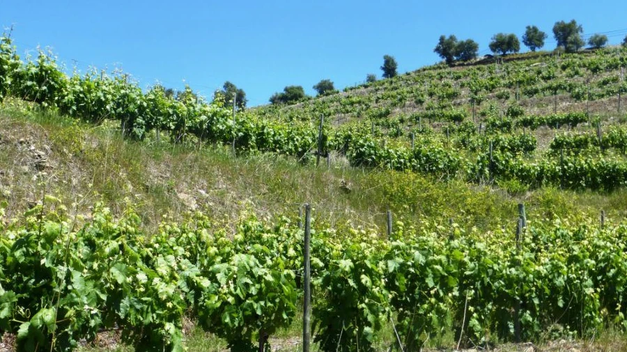 Quinta para Venda em Pinhão