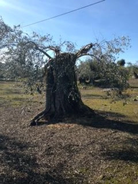 Terreno para Venda em Assunção, Ajuda, Salvador e Santo Ildefonso