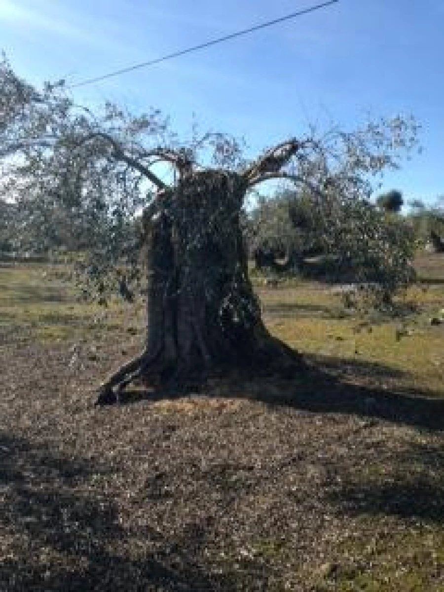 Terreno para Venda em Assunção, Ajuda, Salvador e Santo Ildefonso Foto 2