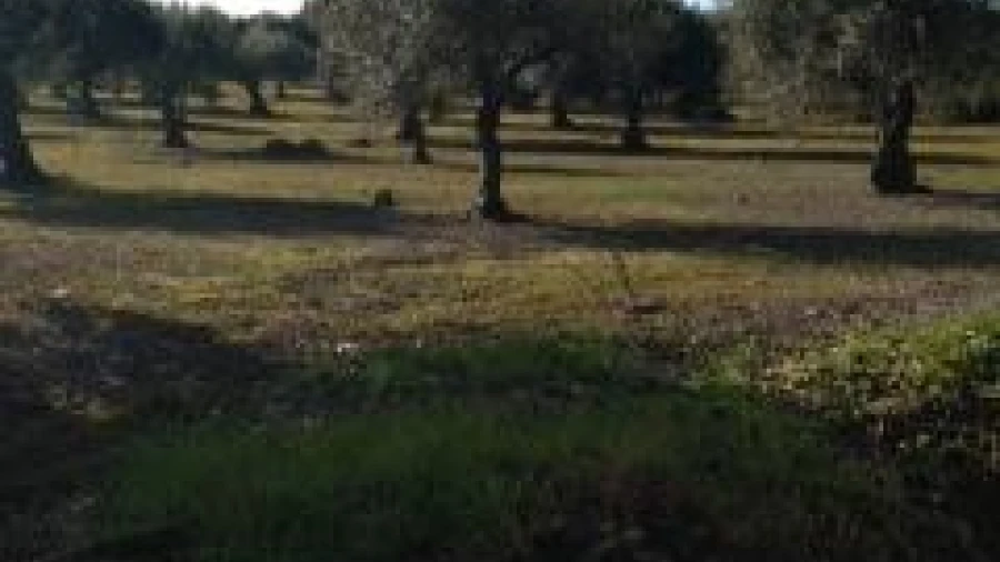 Terreno para Venda em Assunção, Ajuda, Salvador e Santo Ildefonso
