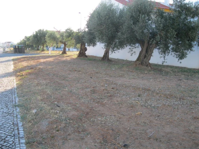 Terreno para Venda em São João Baptista Foto 2