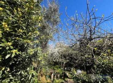 Terreno para Venda em Alcaide