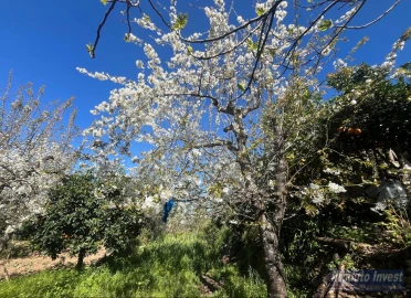 Terreno para Venda em Alcaide