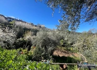 Terreno para Venda em Alcaide
