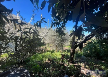 Terreno para Venda em Alcaide