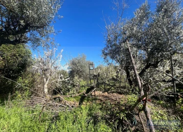 Terreno para Venda em Alcaide