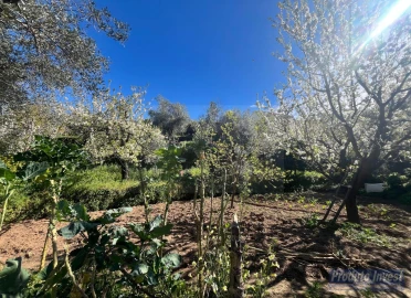 Terreno para Venda em Alcaide