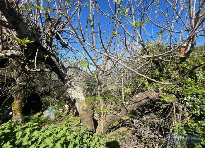 Terreno para Venda em Alcaide Foto 10