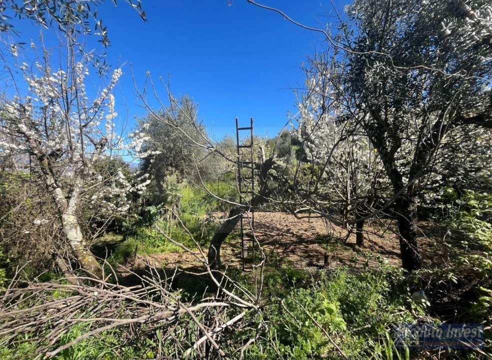 Terreno para Venda em Alcaide Foto 6