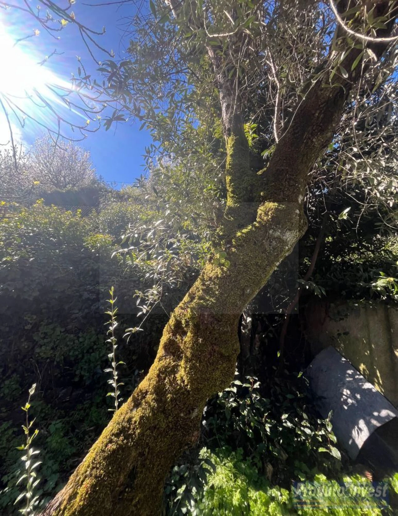 Terreno para Venda em Alcaide Foto 16