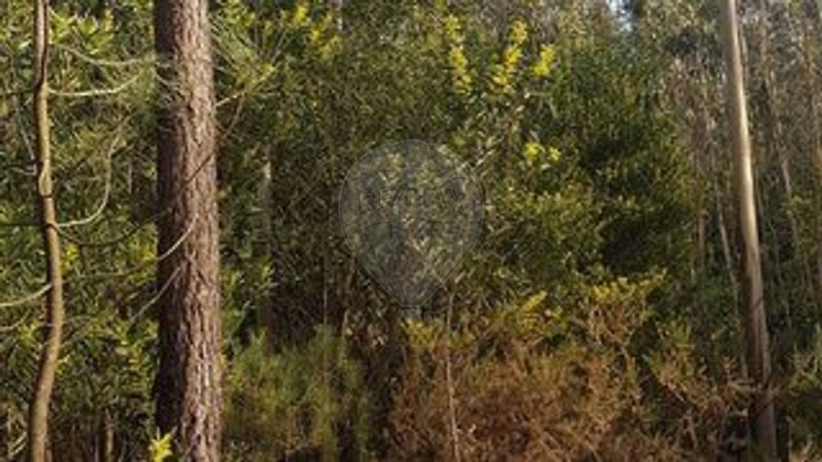 Terreno para Venda em Ovar, São João, Arada e São Vicente de Pereira Jusã Foto 3