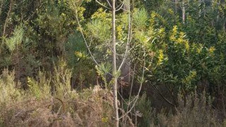 Terreno para Venda em Ovar, São João, Arada e São Vicente de Pereira Jusã Foto 2