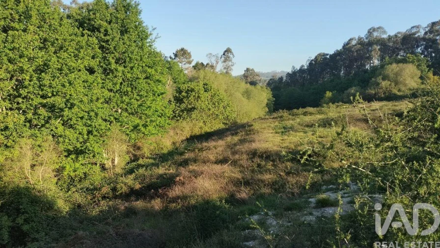 Terreno para Venda em Fonte Arcada e Oliveira Foto 28