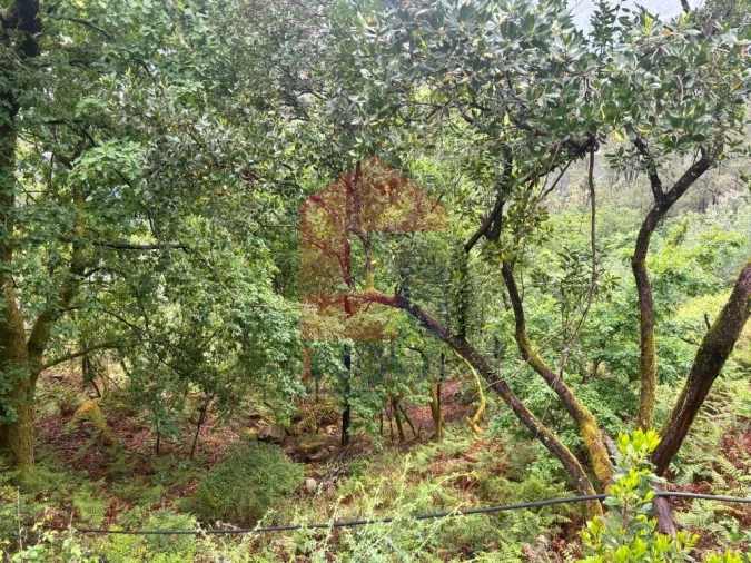 Terreno para Venda em Vilar da Veiga Foto 10