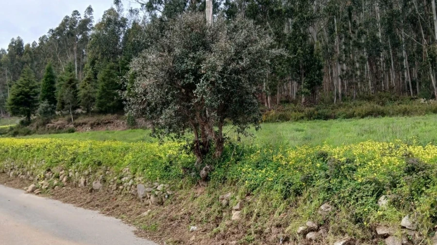 Terreno para Venda em Souselas e Botão