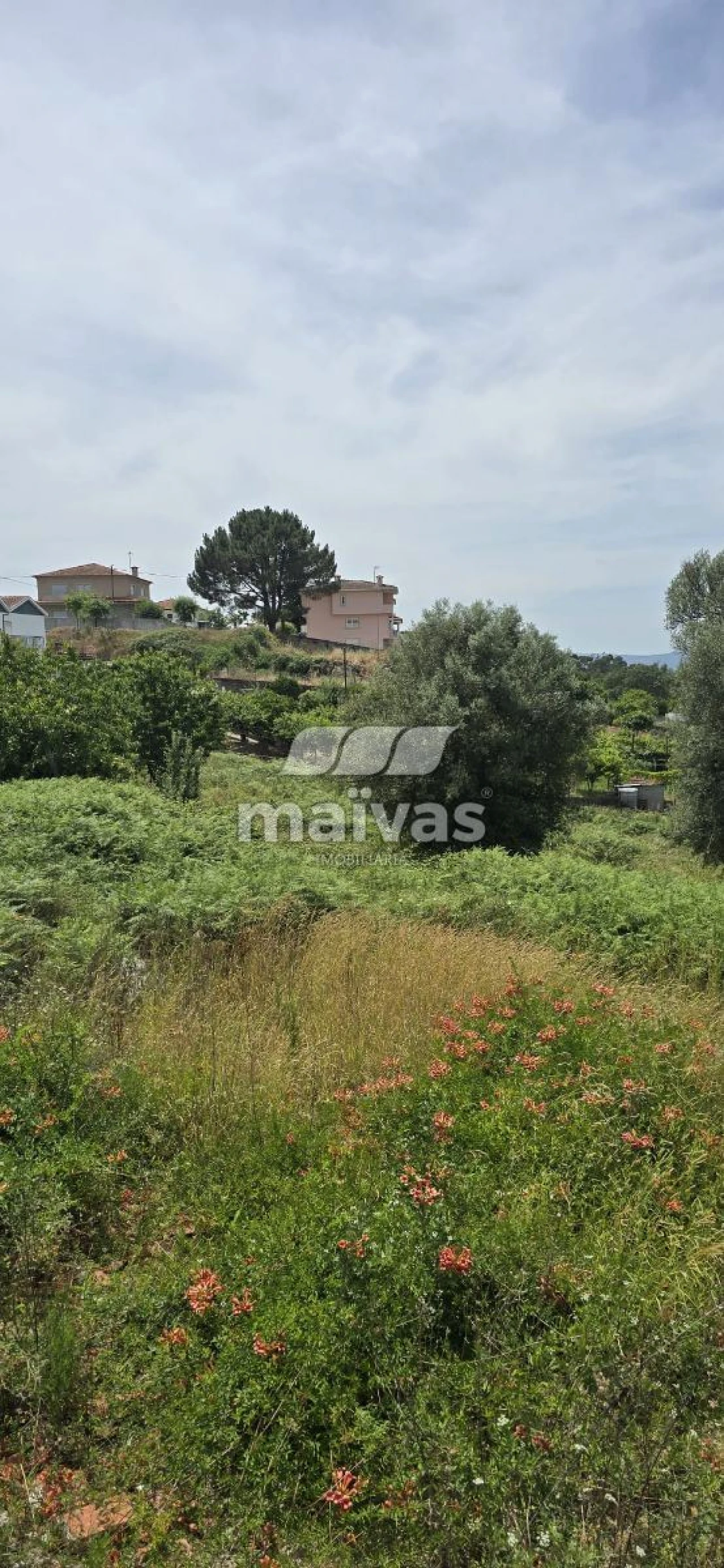 Negócio para Venda em Adaufe Foto 10