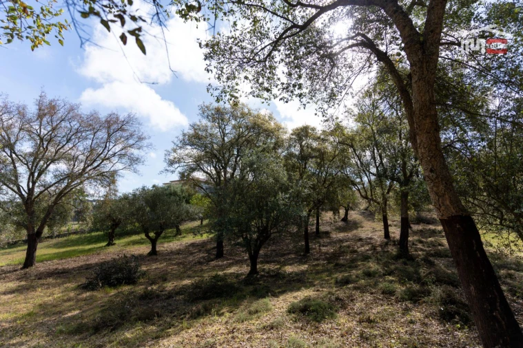 Terreno Agricola ou Rústico para Venda em Atouguia Foto 7