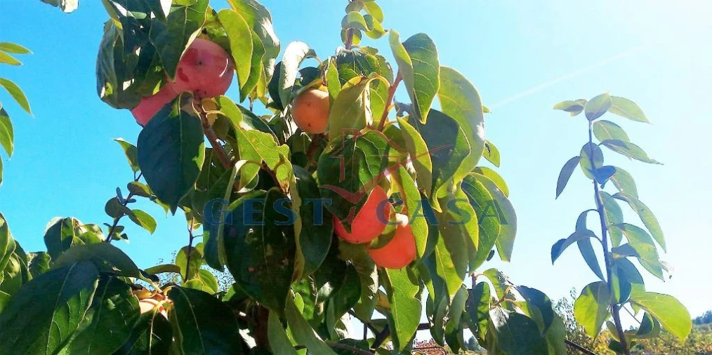 Quinta T1 para Venda em Póvoa de Atalaia e Atalaia do Campo Foto 15