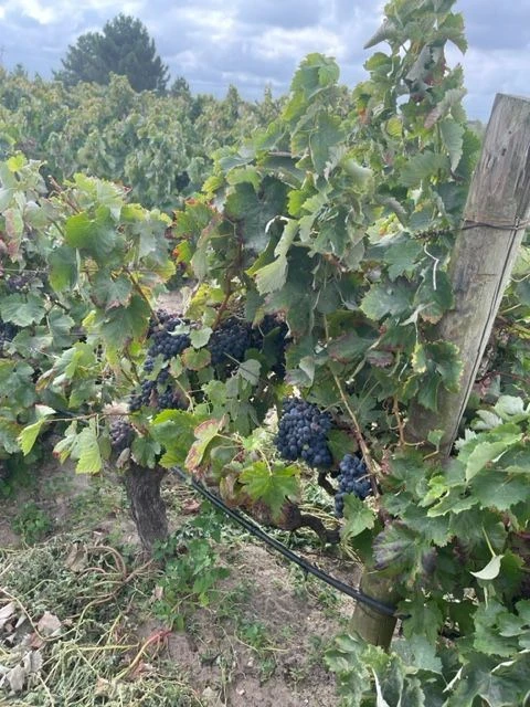 Quinta T3 para Venda em Poceirão e Marateca