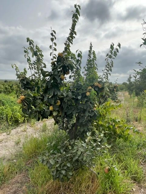 Quinta T3 para Venda em Poceirão e Marateca
