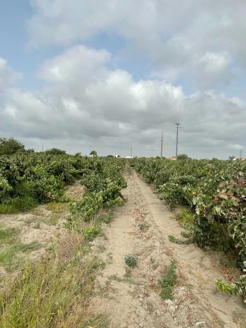 Quinta T3 para Venda em Poceirão e Marateca