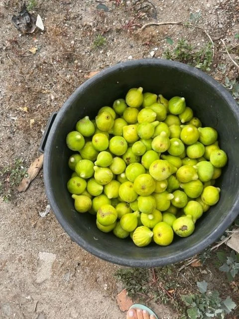 Quinta T3 para Venda em Poceirão e Marateca