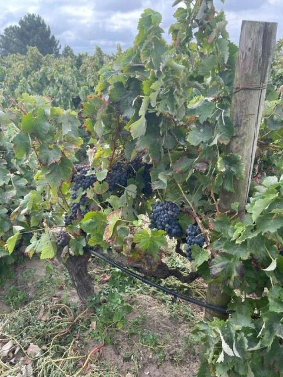 Quinta T3 para Venda em Poceirão e Marateca Foto 2