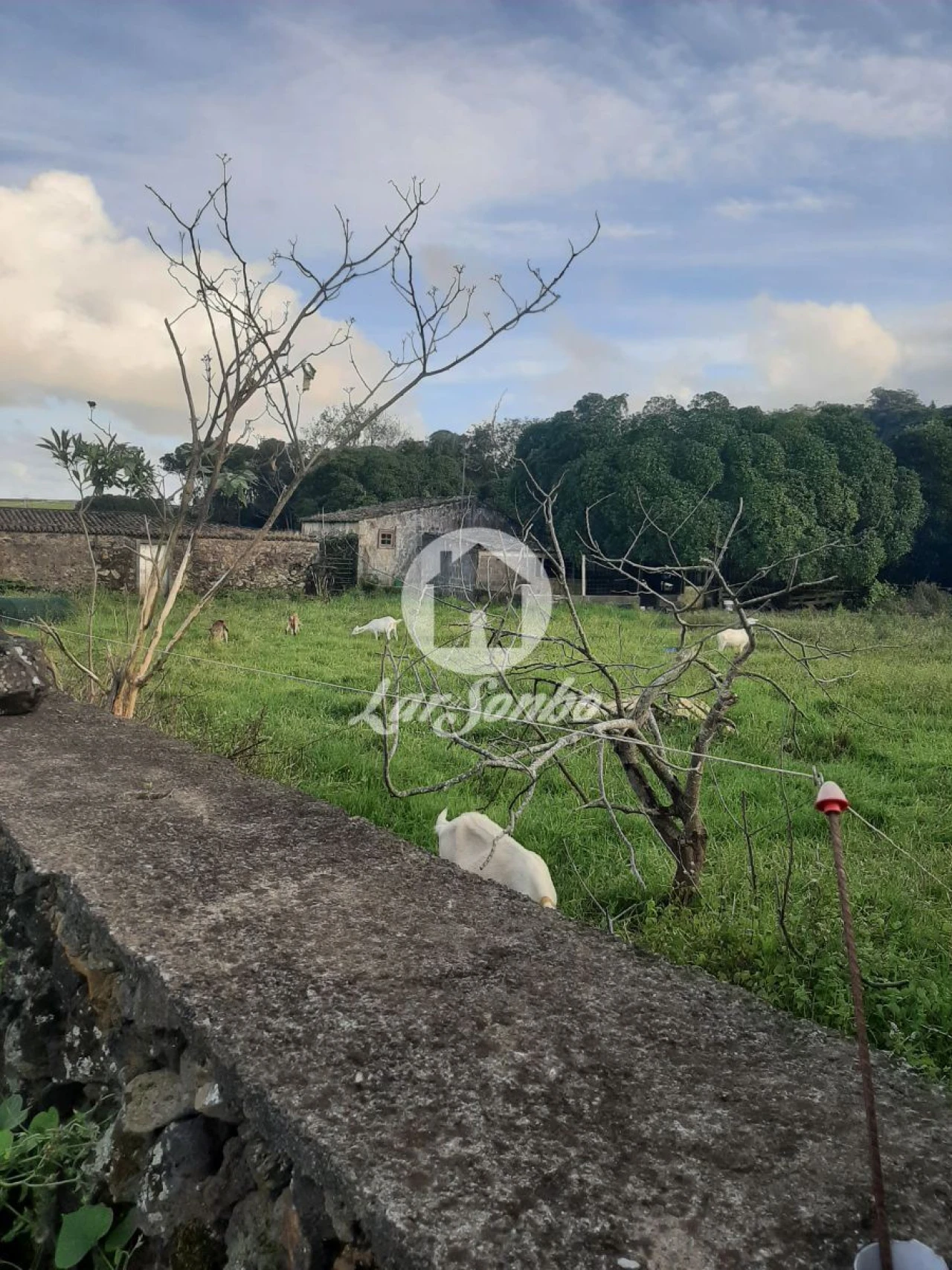 Terreno Misto para Venda em Fontinhas Foto 11