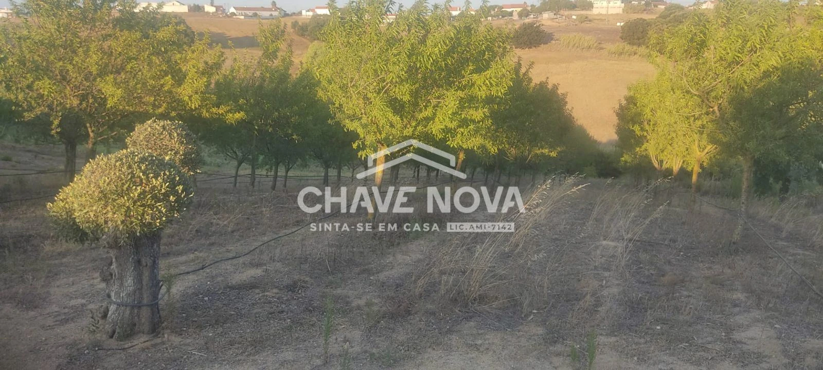 Terreno P/ Prédio para Venda em Azambuja Foto 4