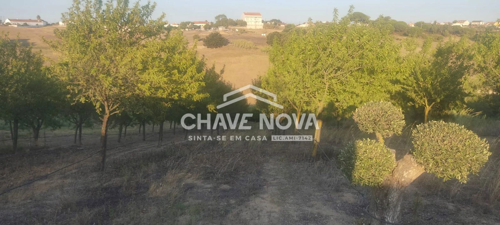 Terreno P/ Prédio para Venda em Azambuja Foto 21