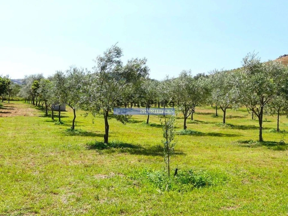 Terreno Agricola ou Rústico para Venda em Alfandega da Fe Foto 1