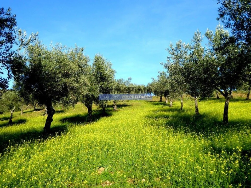 Terreno Agricola ou Rústico para Venda em Alfandega da Fe Foto 4