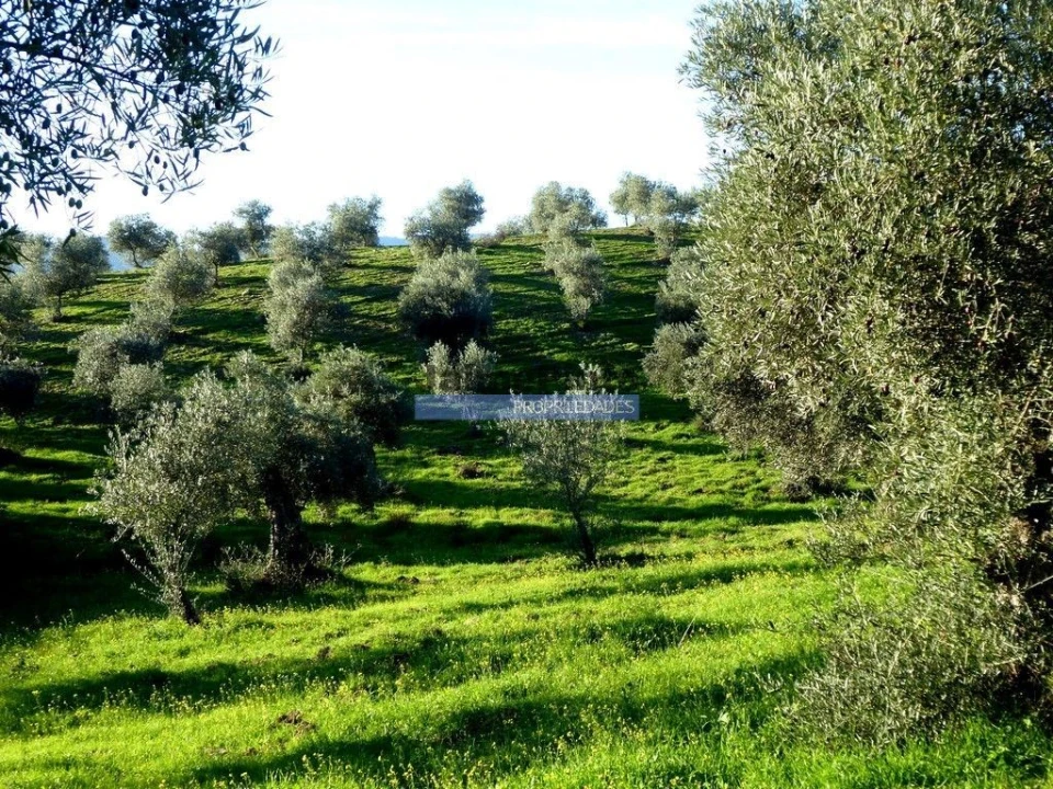 Terreno Agricola ou Rústico para Venda em Alfandega da Fe Foto 6