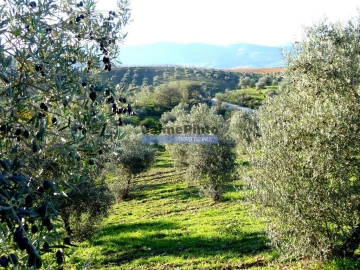 Terreno Agricola ou Rústico para Venda em Alfandega da Fe